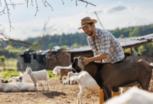 Goat Farming Business Plan