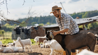 Goat Farming Business Plan