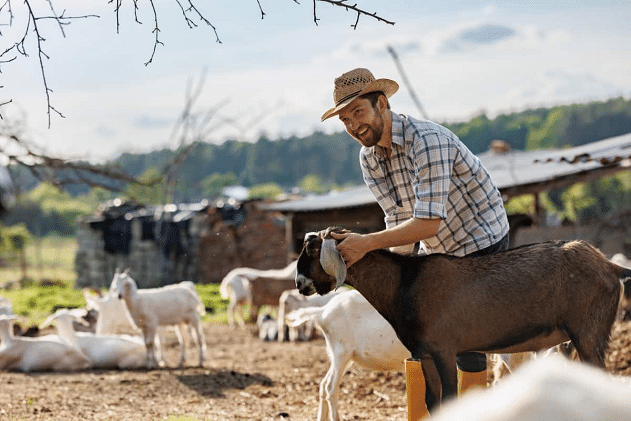 Goat Farming Business Plan