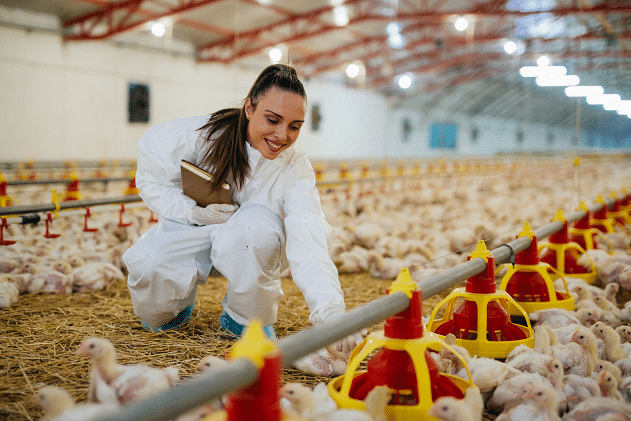 Poultry Farm Business Plan