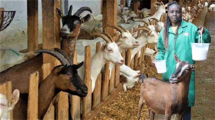 Step-by-Step Goat Farming Business Plan